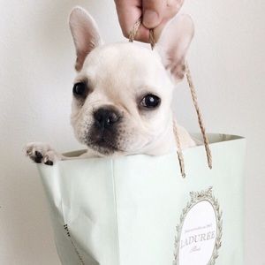 Meet your Posher, Alex